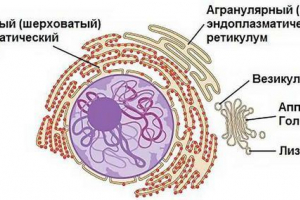 Koncepció, nyitó története, szerkezete és szerepe a golgi komplexum